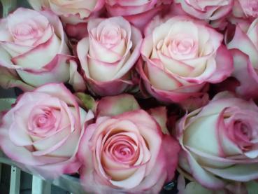 Rose in pink/weiß