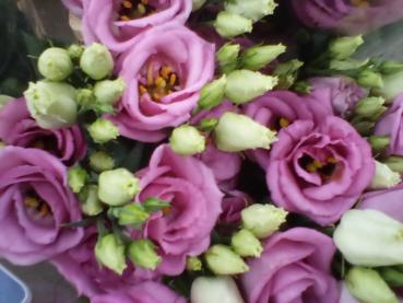 Lisianthus in pink