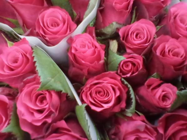 Rose in pink