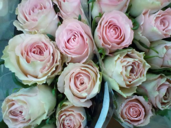 Rose in altrosa/rosa
