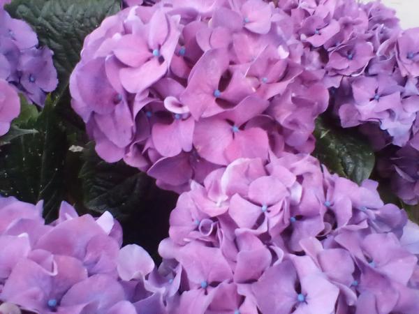Hortensie in lila
