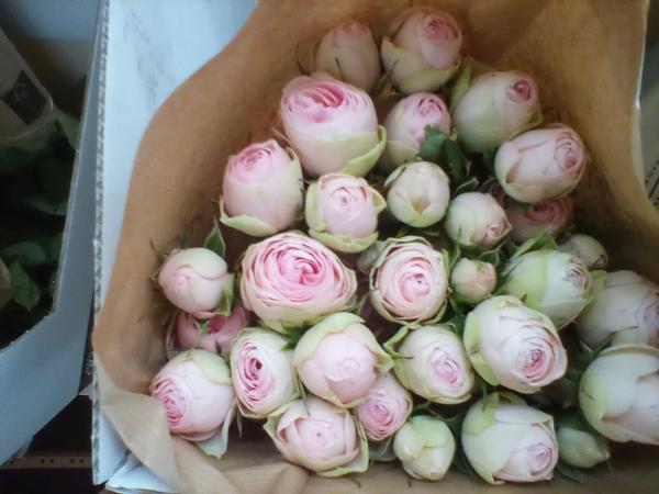 Polyantharose  in rosa