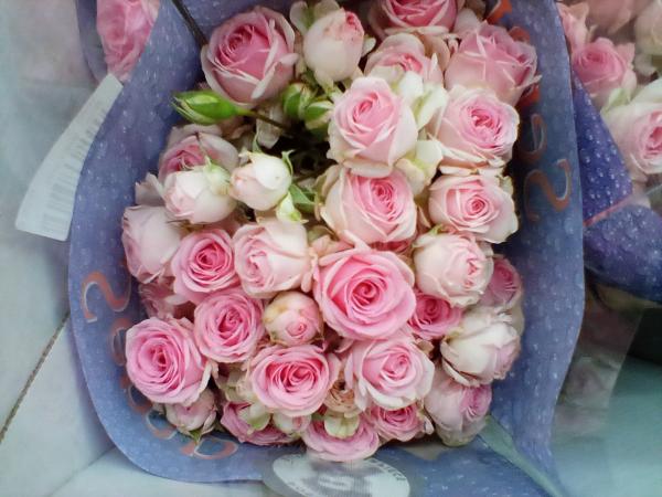 Polyantharose in rosa