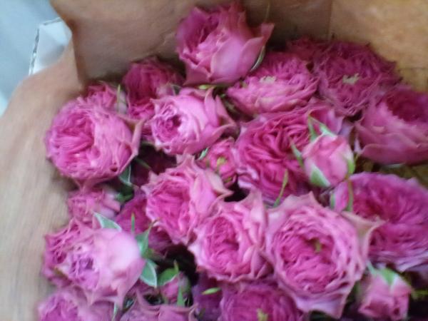 Poyantharose in pink