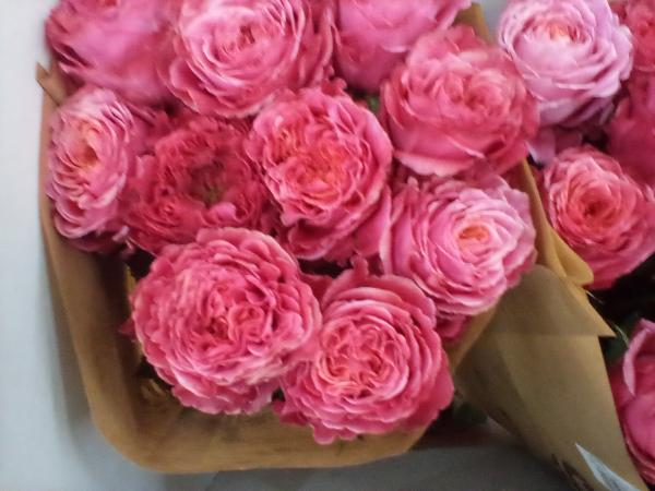 Rose in koralle