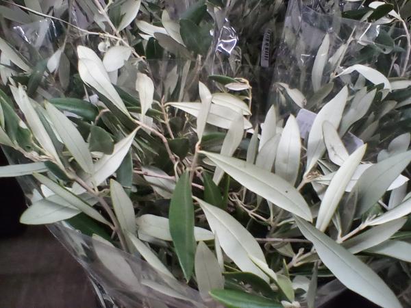 Grün Olive