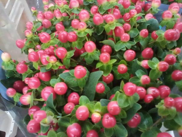 Hypericum in koralle