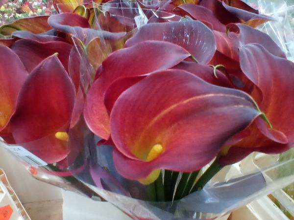 Calla aubergine