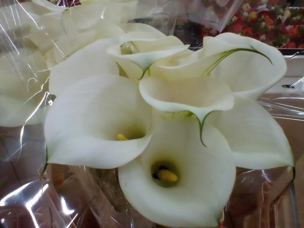 Calla weiß