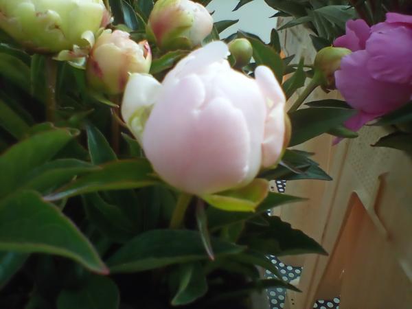 Pfingstrose rosa