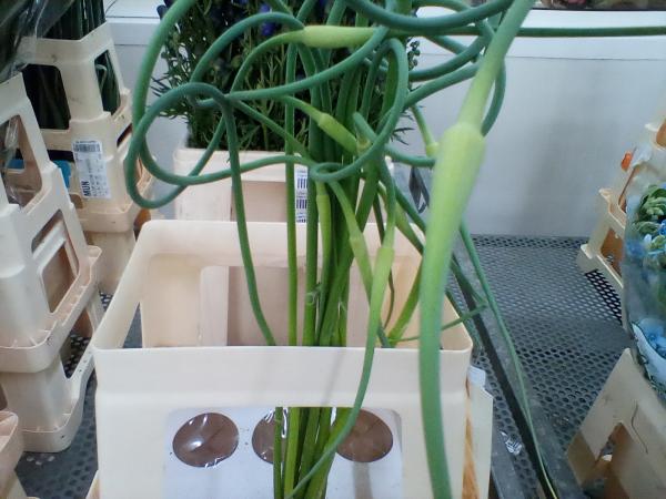 Grün Allium hängend