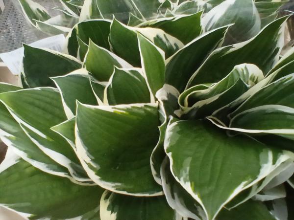 Grün Hosta weiß/grün