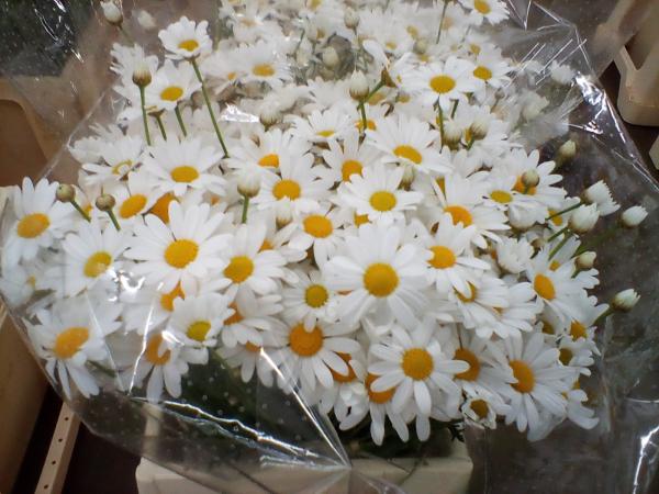 Margeriten