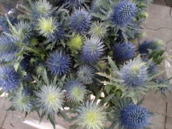 Distel blau