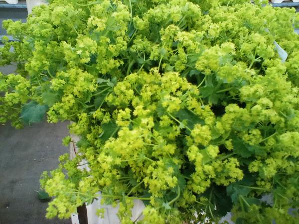 Alchemilla