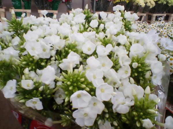 Phlox weiß