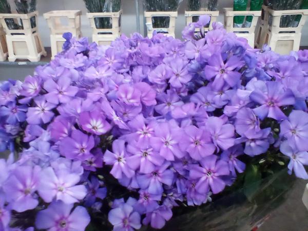 Phlox lila