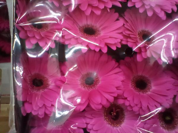 Gerbera pink