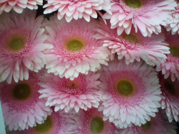 Gerbera rosa