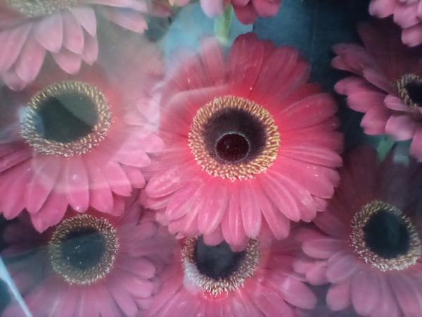 Gerbera rosa