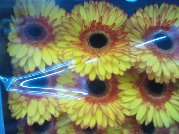 Gerbera gelb