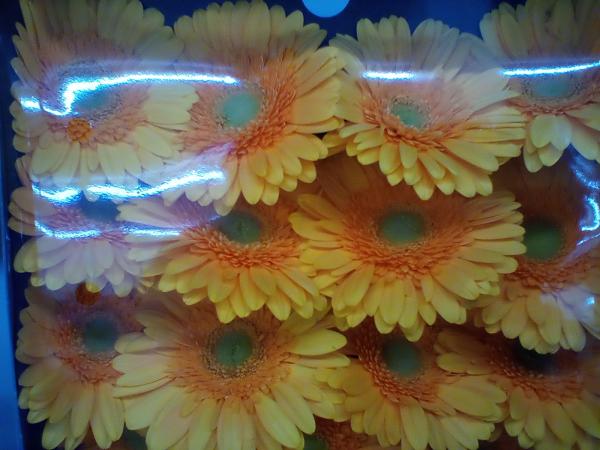 Gerbera gelb