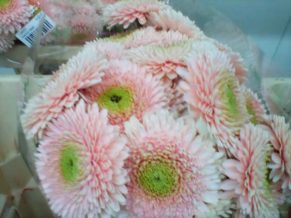 Gerbera lachs