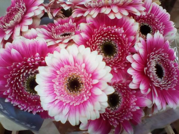 Gerbera rosa/weiß