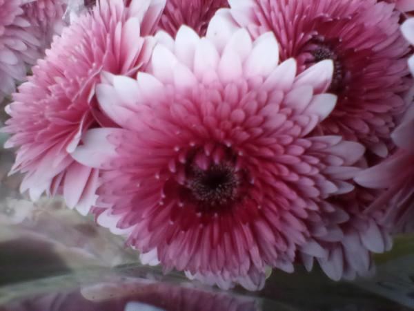 Gerbera rosa gefüllt