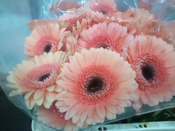 Gerbera apricot