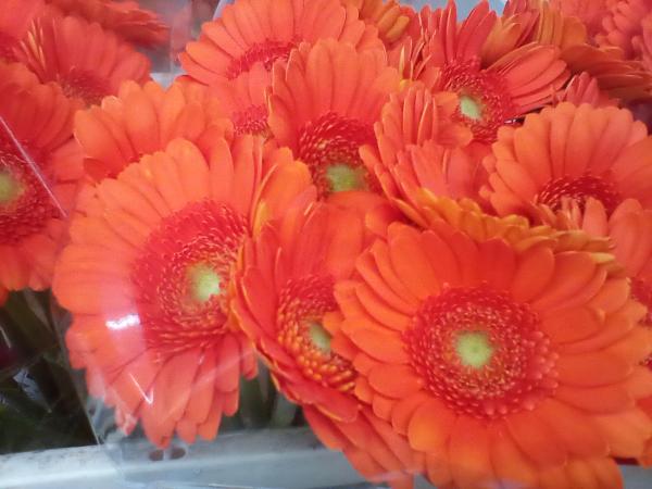 Gerbera orange