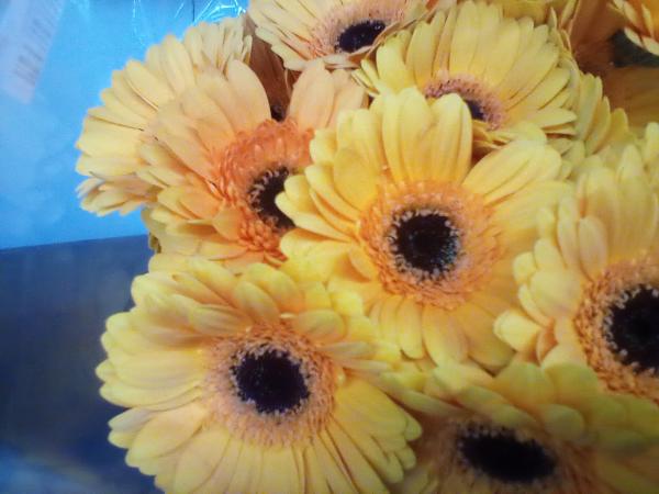 Gerbera gelb