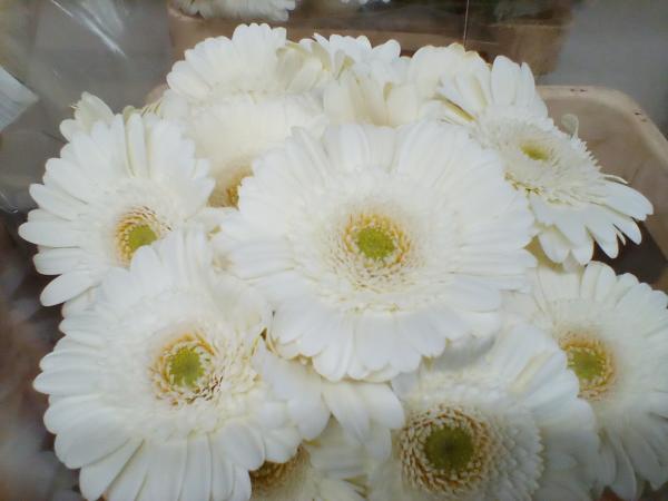 Gerbera weiß