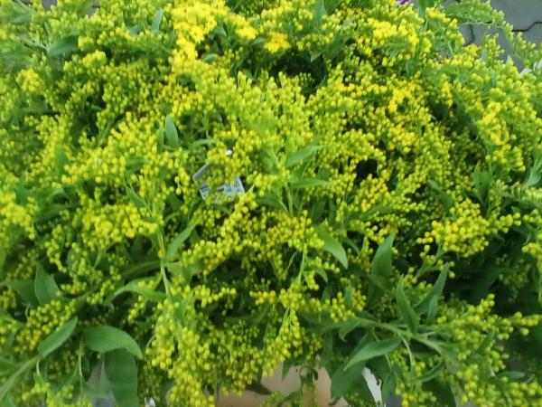 Solidago