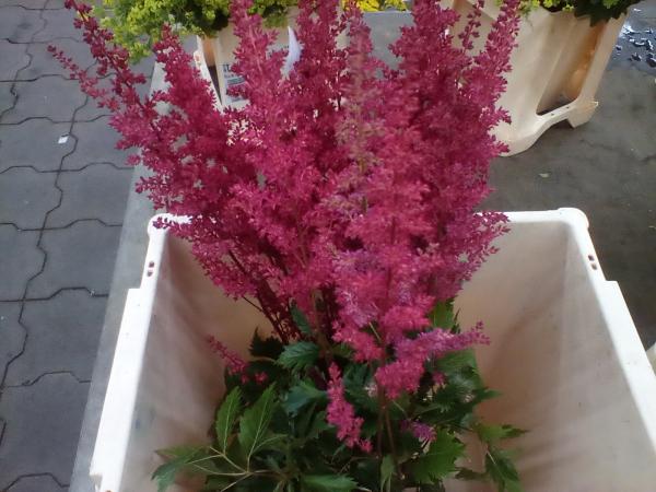 Astilbe aubergine