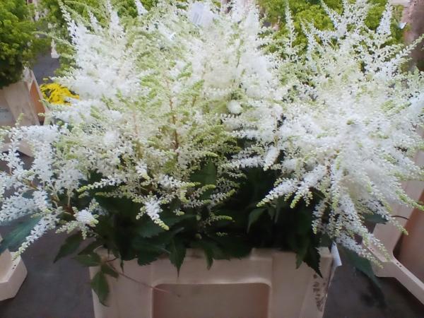 Astilbe weiß